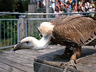 Adlerwarte Berlebeck - Freizeitaktivität Natur