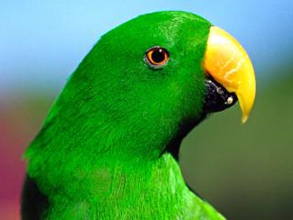 Blumen- und Vogelpark Heiligenkirchen - Freizeitaktivität Natur