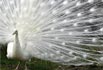 Blumen- und Vogelpark Heiligenkirchen